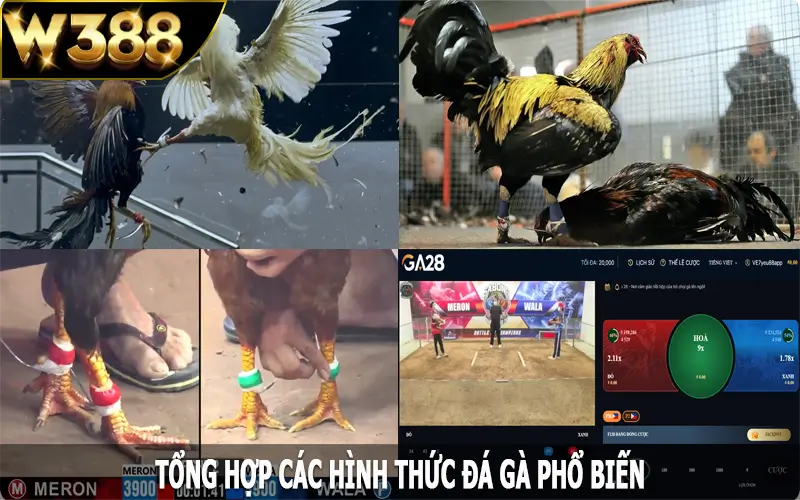 Tổng hợp các hình thức đá gà W388 phổ biến nhất